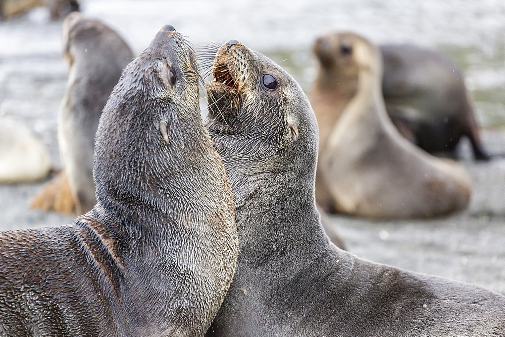 Antarctic fur seal (Arctocephalus gazella) pups, Gold Harbour, South Georgia, South Atlantic Ocean, Polar Regions