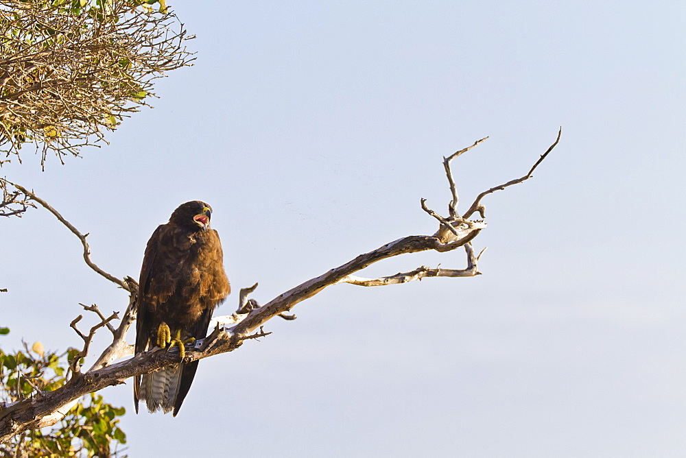 Galapagos hawk (Buteo galapagoensis), Espanola Island, Galapagos Islands, Ecuador, South America