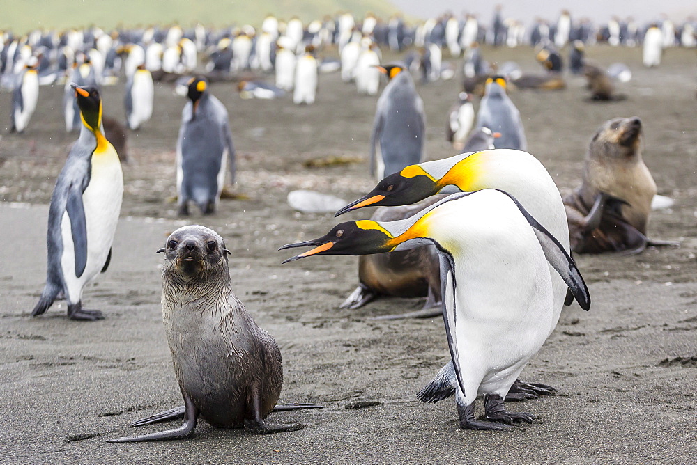 Antarctic fur seal (Arctocephalus gazella) pup with king penguins, Gold Harbour, South Georgia, South Atlantic Ocean, Polar Regions