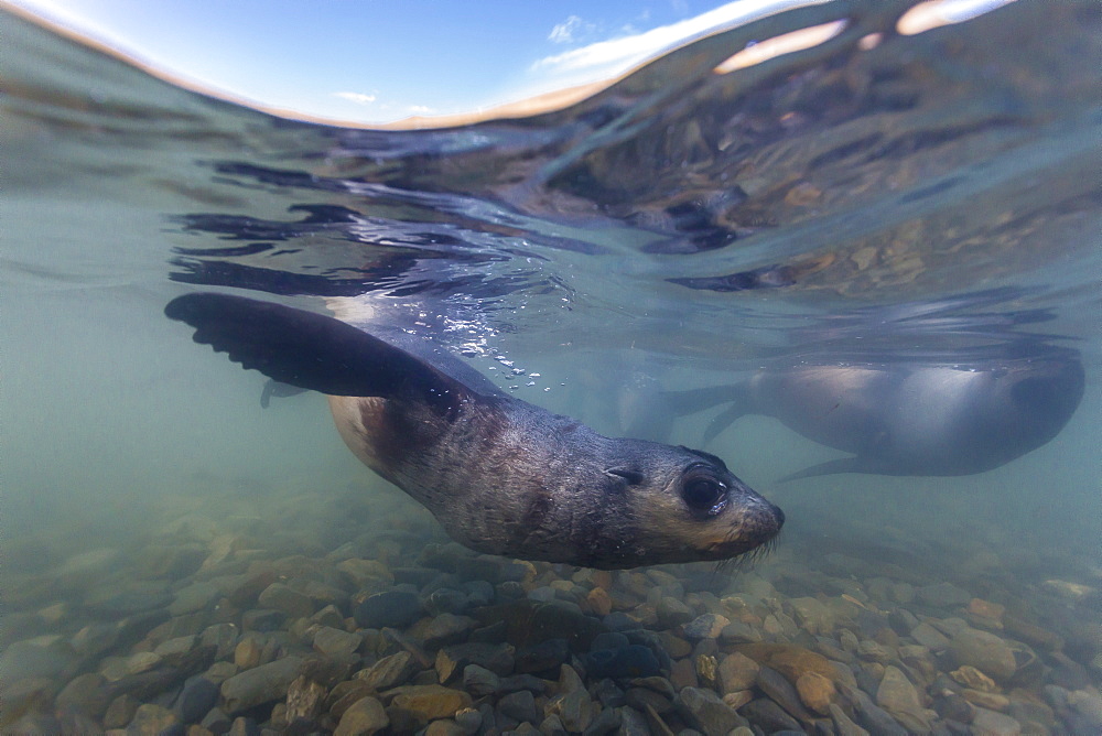 Antarctic fur seal (Arctocephalus gazella) pups underwater in Stromness Bay, South Georgia, South Atlantic Ocean, Polar Regions