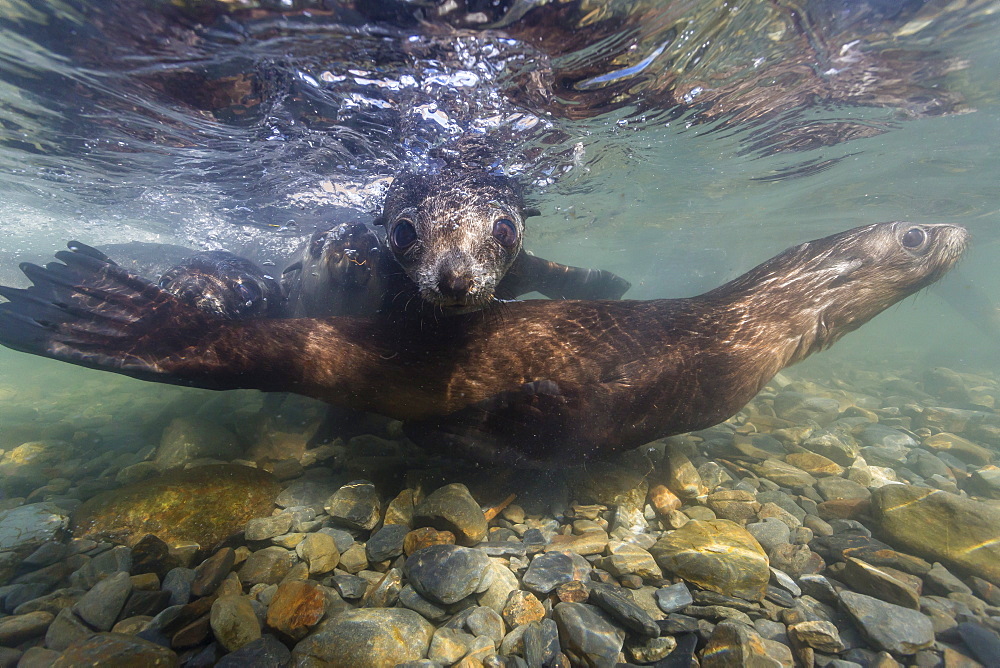 Antarctic fur seal (Arctocephalus gazella) pups underwater in Stromness Bay, South Georgia, South Atlantic Ocean, Polar Regions