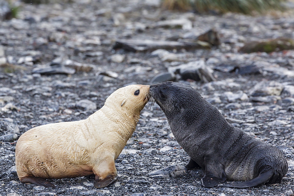 Leucistic Antarctic fur seal (Arctocephalus gazella) pup, Prion Island, Bay of Isles, South Georgia, South Atlantic Ocean, Polar Regions