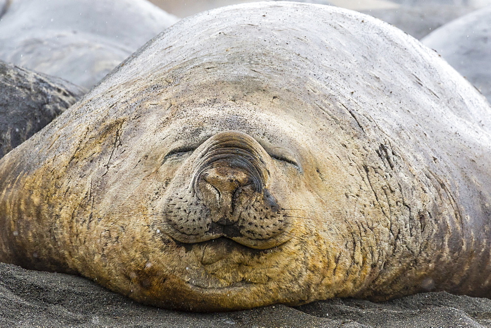 Southern elephant seals (Mirounga leonina), annual catastrophic molt, Gold Harbour, South Georgia, South Atlantic Ocean, Polar Regions