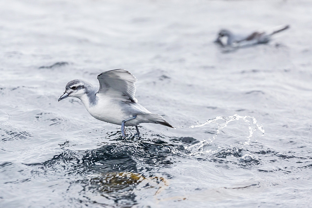 Adult Antarctic Prion (Pachyptila desolata) feeding in kelp, Elsehul Bay, South Georgia, South Atlantic Ocean, Polar Regions