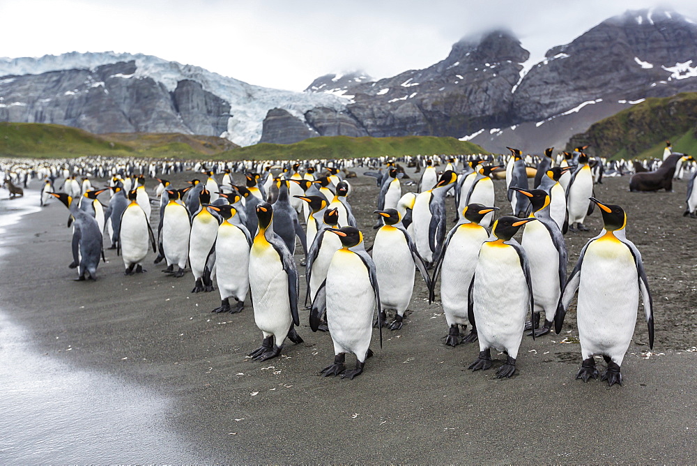 King penguins (Aptenodytes patagonicus) breeding and nesting colony at Gold Harbour, South Georgia, South Atlantic Ocean, Polar Regions