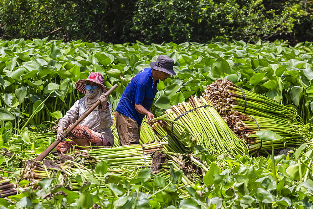 Collecting water hyacinth on Binh Thanh Island at Sadec, Mekong River Delta, Vietnam, Indochina, Southeast Asia, Asia