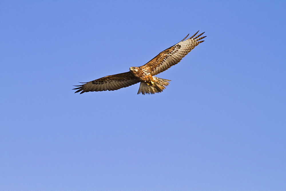 Galapagos hawk (Buteo galapagoensis), Espanola Island, Galapagos Islands, Ecuador, South America