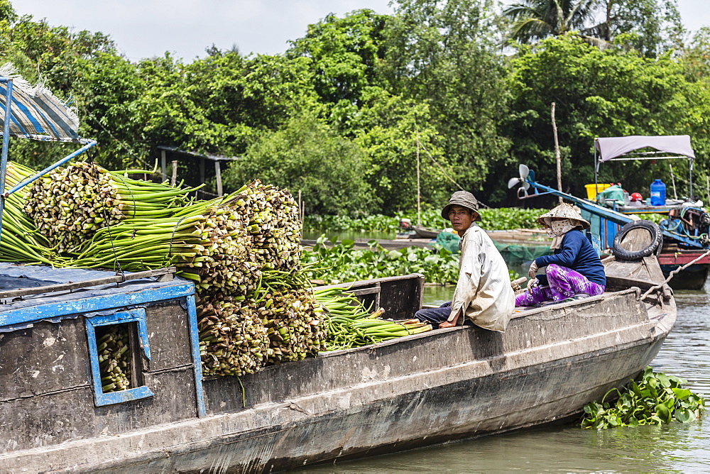 Collecting water hyacinth on Binh Thanh Island at Sadec, Mekong River Delta, Vietnam, Indochina, Southeast Asia, Asia