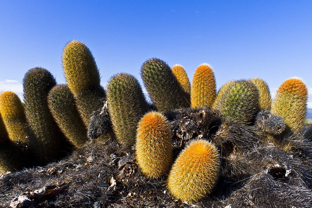 Endemic lava cactus (Brachycereus spp,), Fernandina Island, Galapagos Islands, UNESCO World Heritage Site, Ecuador, South America