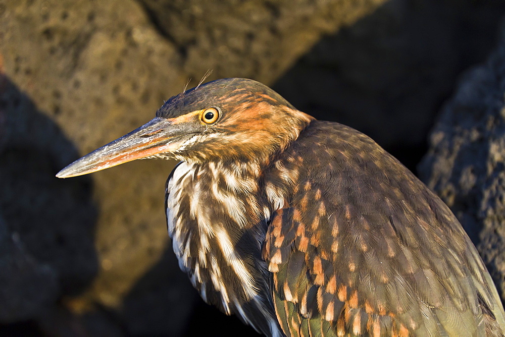 Lava heron (striated heron) (Butorides striata), Puerto Egas, Santiago Island, Galapagos, Ecuador, South America