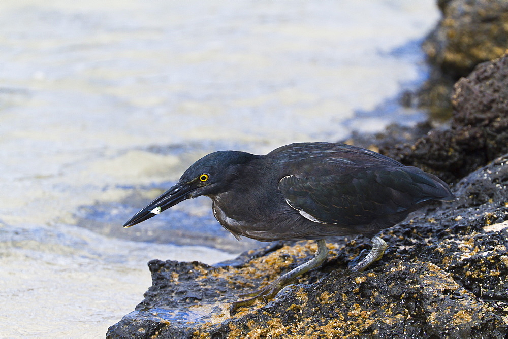 Lava heron (striated heron) (Butorides striata), Puerto Egas, Santiago Island, Galapagos, Ecuador, South America