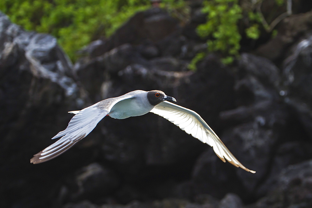 Adult swallow-tailed gull (Creagrus furcatus), Genovesa Island, Galapagos Islands, Ecuador, South America