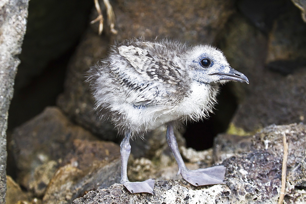 Swallow-tailed gull (Creagrus furcatus) chick, Genovesa Island, Galapagos Islands, Ecuador, South America