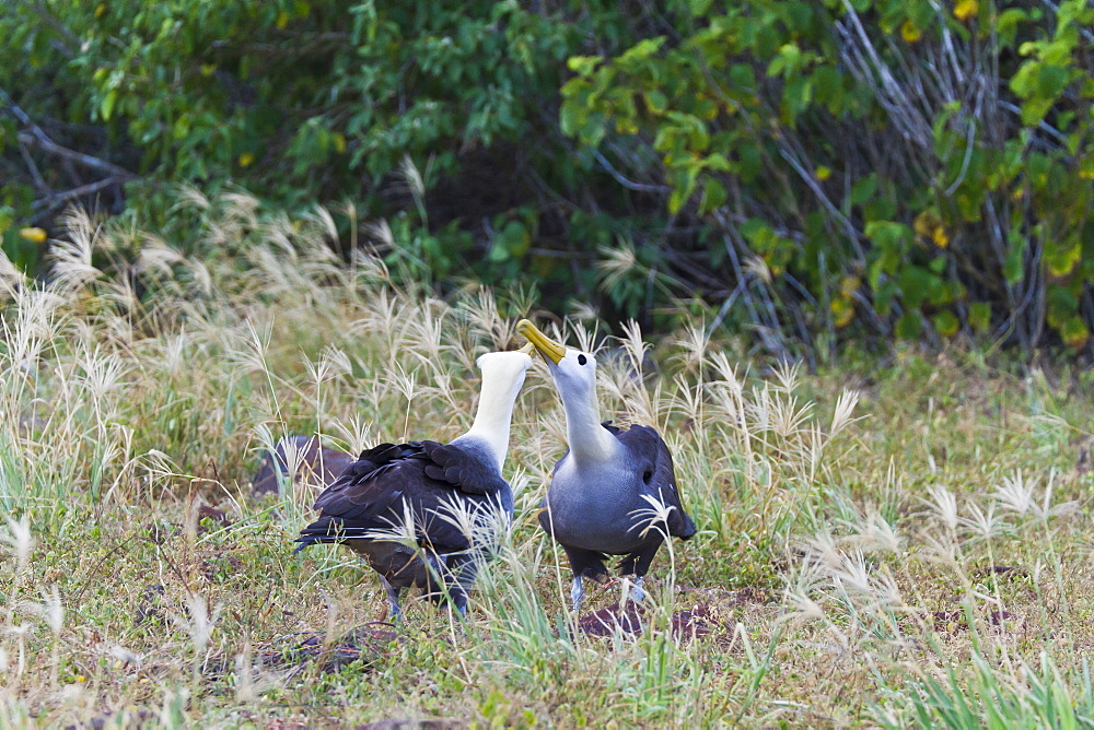 Waved albatross (Diomedea irrorata) courtship display, Espanola Island, Galapagos Islands, UNESCO World Heritage Site, Ecuador, South America