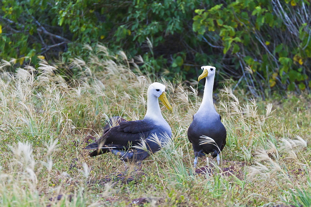 Waved albatross (Diomedea irrorata) courtship display, Espanola Island, Galapagos Islands, UNESCO World Heritage Site, Ecuador, South America