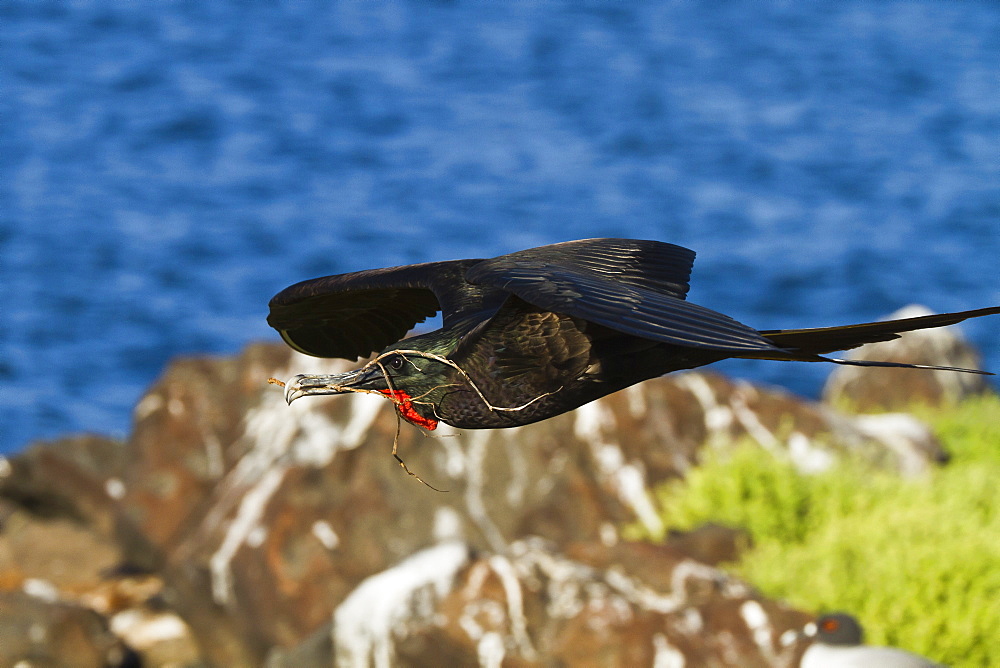 Adult male magnificent frigatebird (Fregata magnificens), Las Bachas, Santa Cruz Island, Galapagos Islands, Ecuador, South America