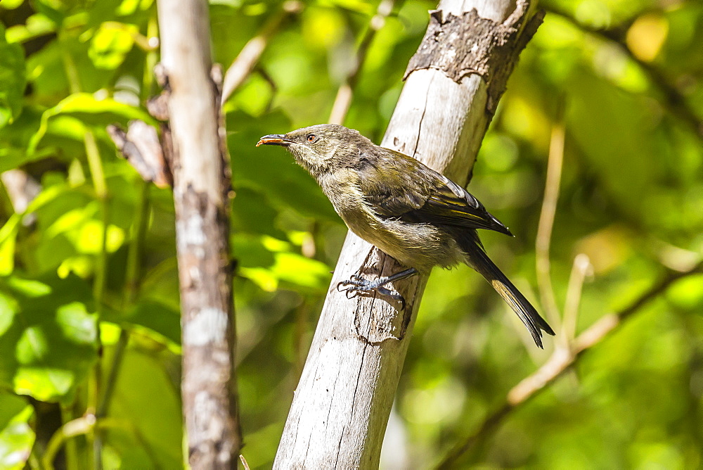 Adult bellbird (Anthornis melanura melanura) on Ulva Island, off Stewart Island, South Island, New Zealand, Pacific