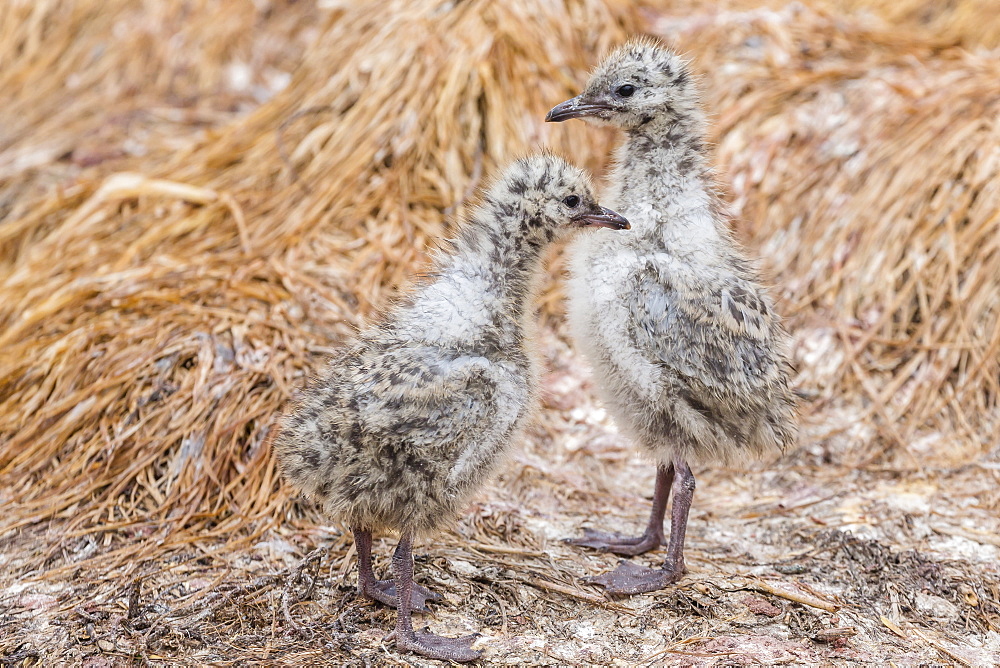 Red-billed gull chicks (Chroicocephalus scopulinus), near Dunedin, South Island, New Zealand, Pacific