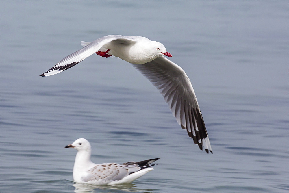 Red-billed gull (Chroicocephalus scopulinus) in flight near Dunedin, South Island, New Zealand, Pacific