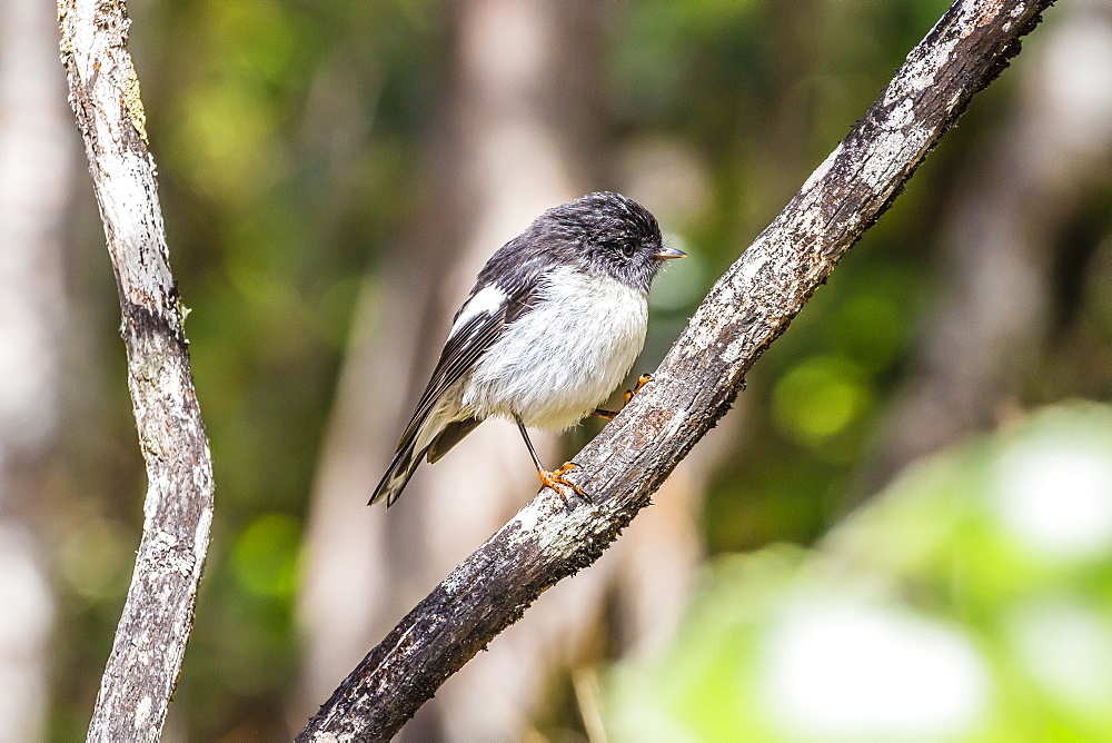 South Island tomtit (Petroica macrocephala macrocephala), on Ulva Island, off South Island, New Zealand, Pacific