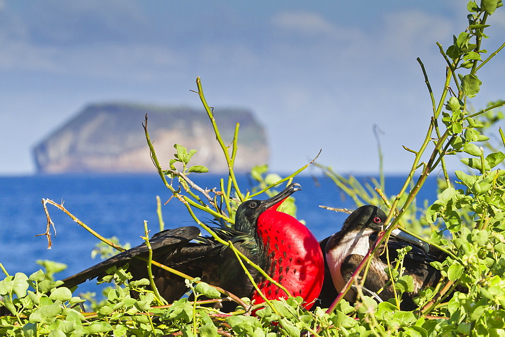 Adult male magnificent frigatebird (Fregata magnificens), North Seymour Island, Galapagos Islands, UNESCO World Heritage Site, Ecuador, South America