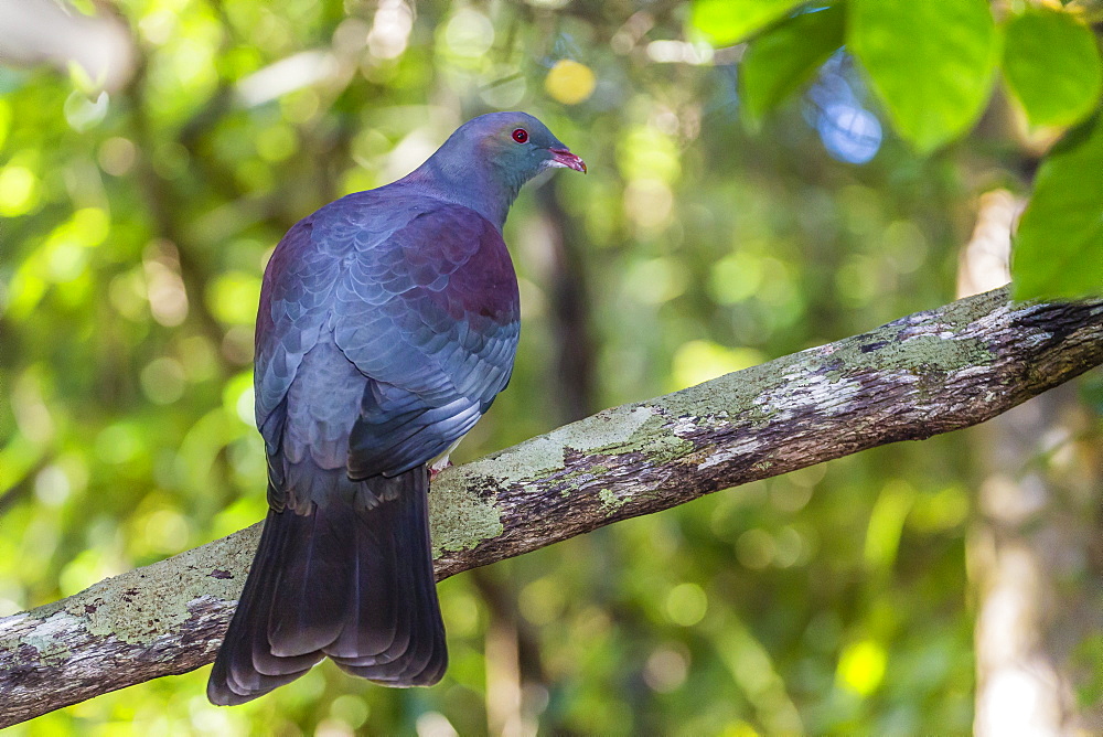 Adult New Zealand pigeon (Hemiphaga novaeseelandiae), Ulva Island, off Stewart Island, South Island, New Zealand, Pacific