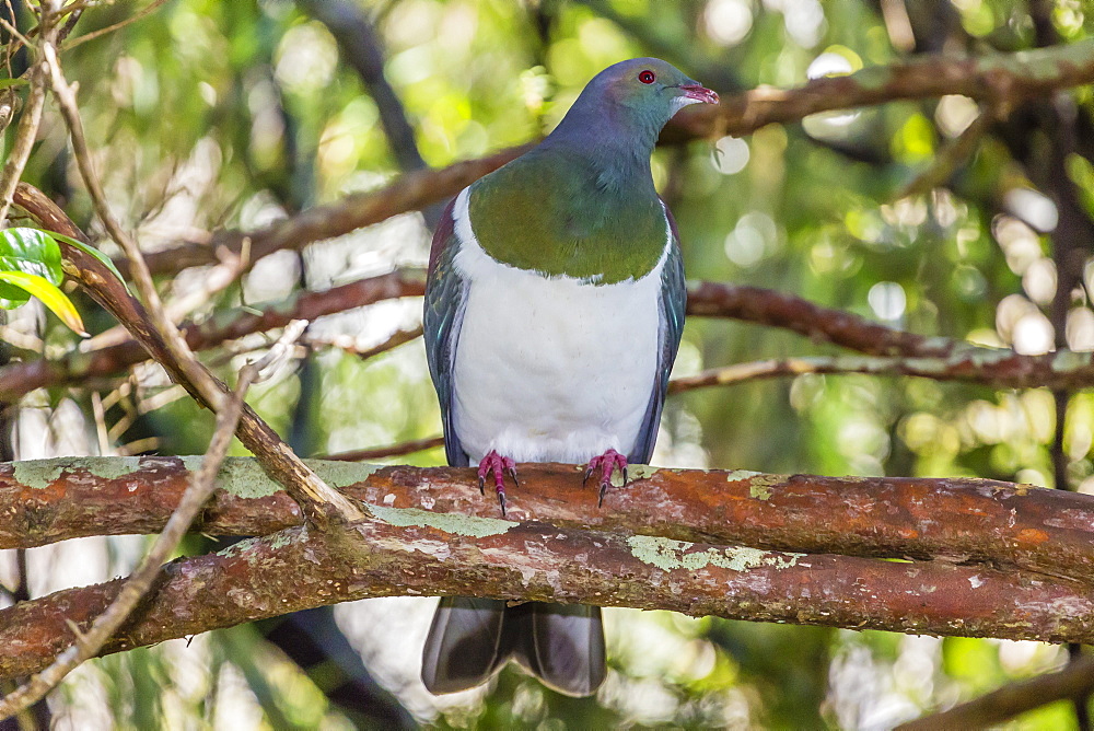 Adult New Zealand pigeon (Hemiphaga novaeseelandiae), Ulva Island, off Stewart Island, South Island, New Zealand, Pacific