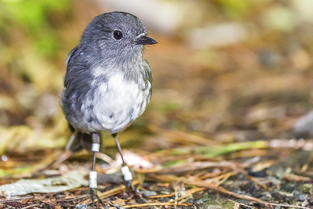 Stewart Island robin (Petroica australis rakiura), Ulva Island, off Stewart Island, South Island, New Zealand, Pacific