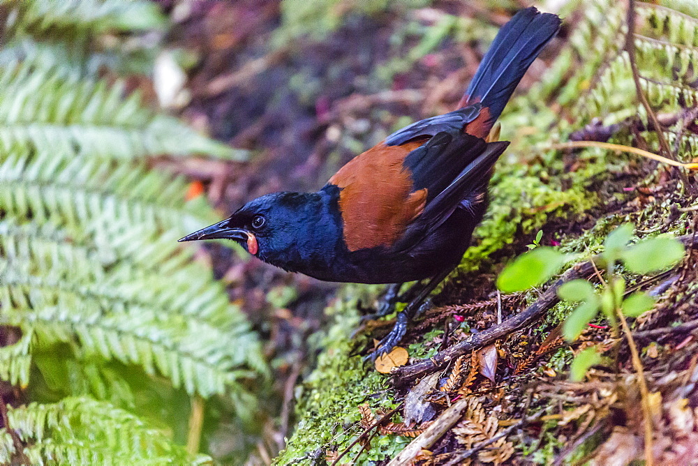 Adult South Island saddleback (Philisturnus carunculatus carunculatus), Ulva Island, off Stewart Island, South Island, New Zealand, Pacific