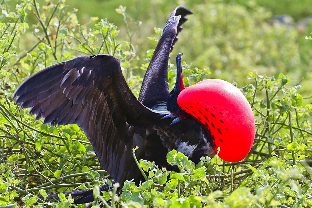 Adult male magnificent frigatebird (Fregata magnificens), North Seymour Island, Galapagos Islands, UNESCO World Heritage Site, Ecuador, South America