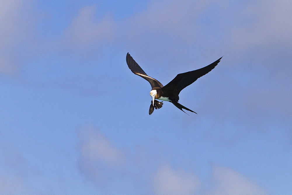 Juvenile magnificent frigatebird (Fregata magnificens) attacking an Elliot's storm petrel (Oceanites gracilis galapagoensis), Punta Pitt, San Cristobal Island, Galapagos Islands, Ecuador, South America