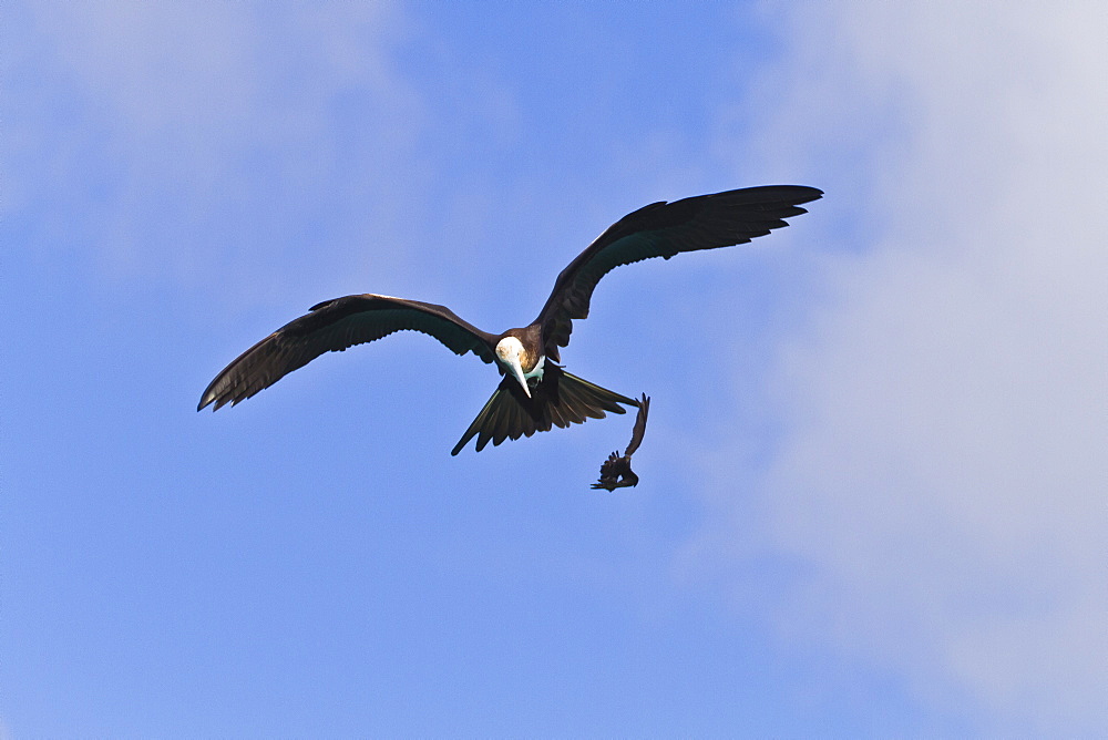 Juvenile magnificent frigatebird (Fregata magnificens) attacking an Elliot's storm petrel (Oceanites gracilis galapagoensis), Punta Pitt, San Cristobal Island, Galapagos Islands, Ecuador, South America