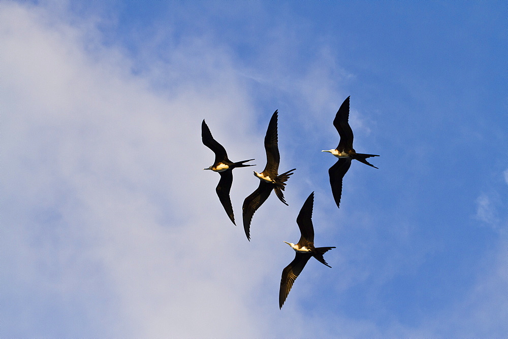 Magnificent frigatebirds (Fregata magnificens), Punta Pitt, San Cristobal Island, Galapagos Islands, Ecuador, South America