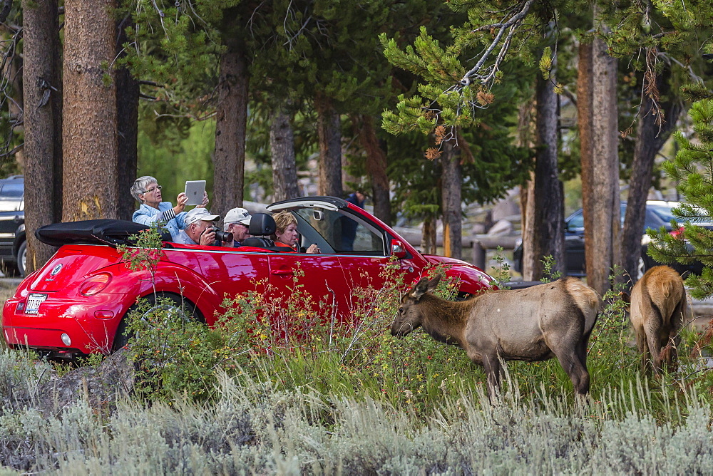 Elk (Cervus canadensis) with tourists along the Madison River, Yellowstone National Park, UNESCO World Heritage Site, Wyoming, United States of America, North America