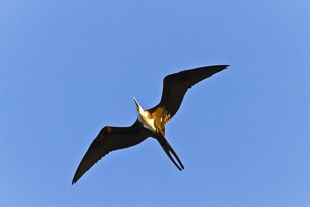 Magnificent frigatebird (Fregata magnificens), Punta Pitt, San Cristobal Island, Galapagos Islands, Ecuador, South America