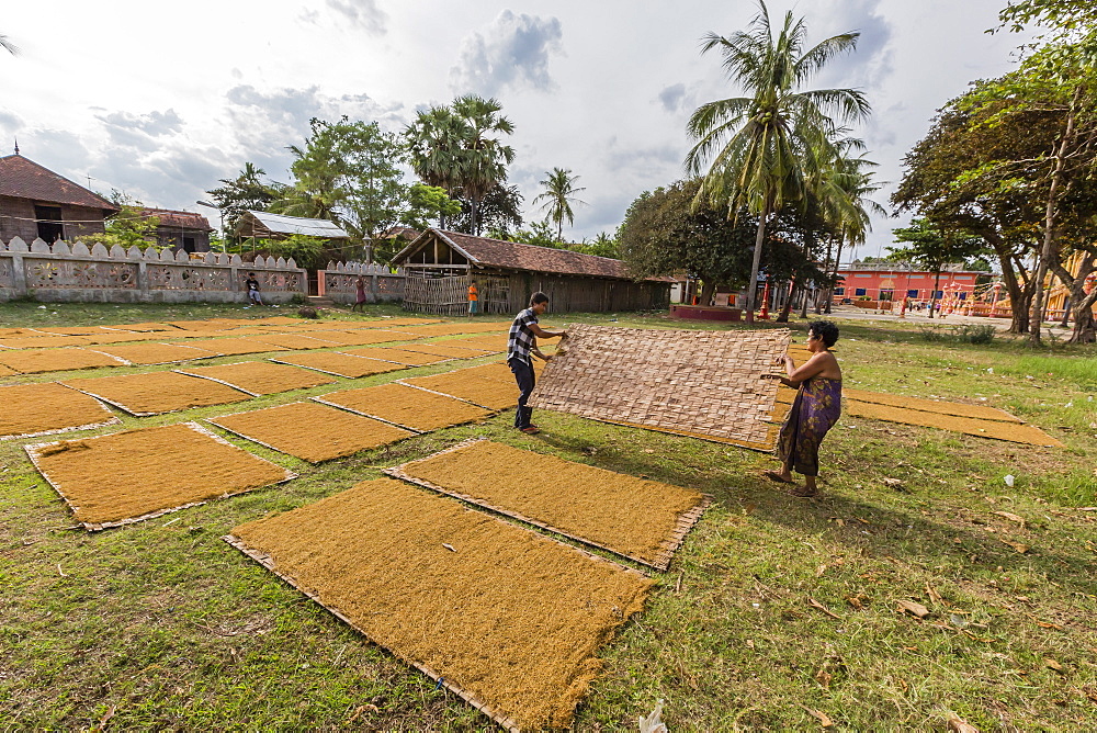 Drying tobacco in the village of Angkor Ban, on the banks of the Mekong River, Battambang Province, Cambodia, Indochina, Southeast Asia, Asia