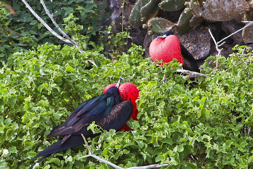 Adult male great frigatebirds (Fregata minor), Genovesa Island, Galapagos Islands, UNESCO World Heritage Site, Ecuador, South America