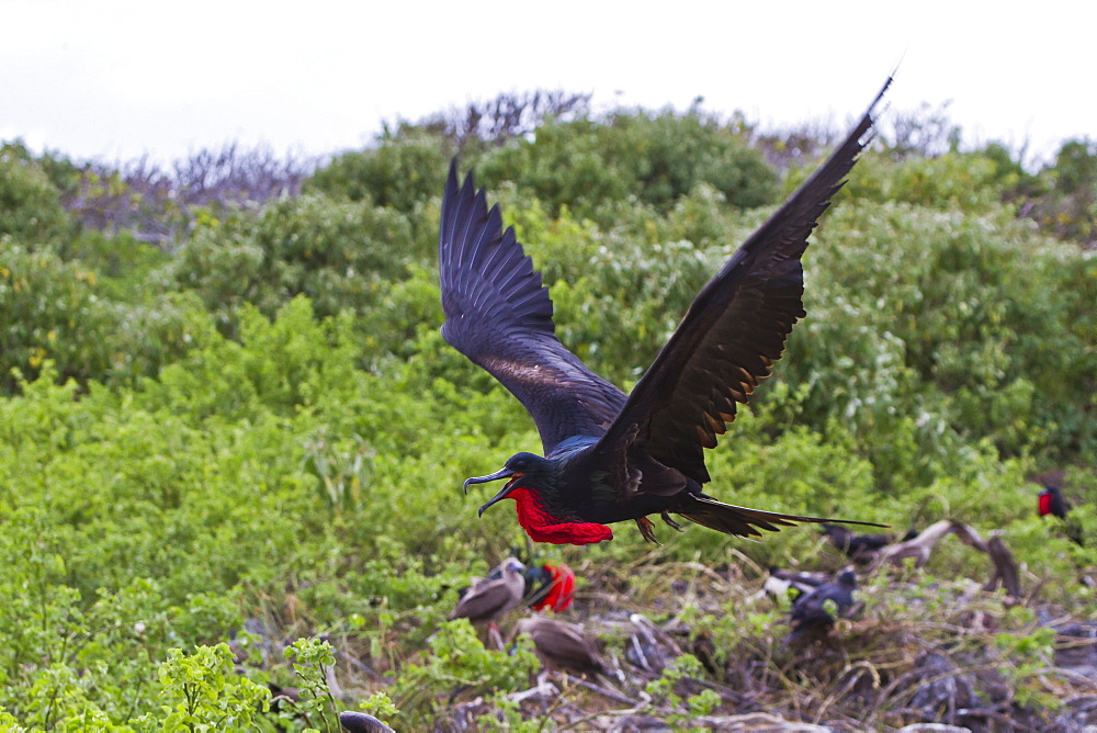 Adult male great frigatebirds (Fregata minor), Genovesa Island, Galapagos Islands, UNESCO World Heritage Site, Ecuador, South America