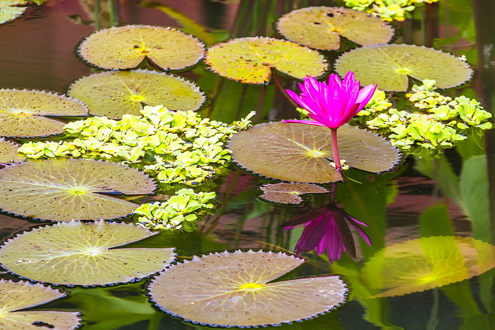 Water-lilies, Nymphaea spp, in Phnom Penh, along the Mekong River, Cambodia, Indochina, Southeast Asia, Asia