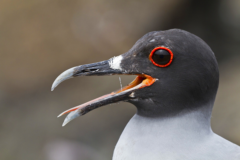 Swallow-tailed gull (Creagrus furcatus), Genovesa Island, Galapagos Islands, UNESCO World Heritge Site, Ecuador, South America