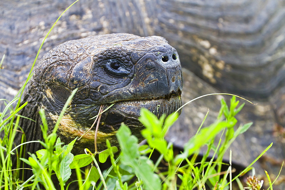 Wild Galapagos tortoise (Geochelone elephantopus), Santa Cruz Island, Galapagos Islands, UNESCO World Heritage Site, Ecuador, South America