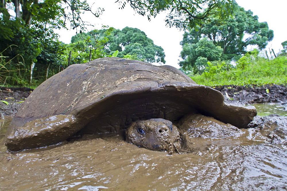 Wild Galapagos tortoise (Geochelone elephantopus), Santa Cruz Island, Galapagos Islands, UNESCO World Heritage Site, Ecuador, South America