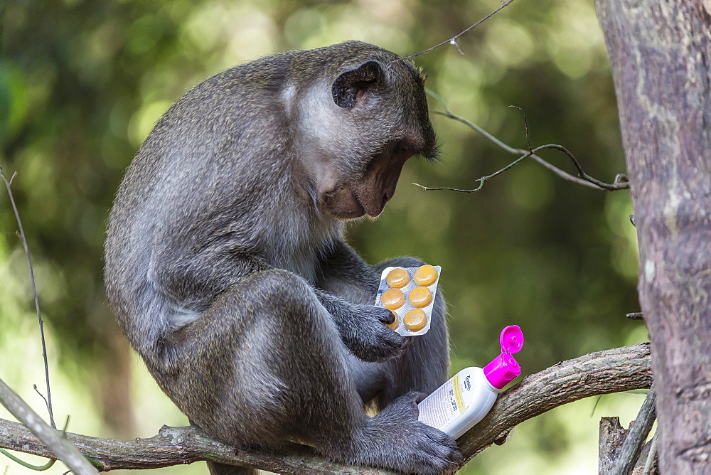 Curious long-tailed macaque (Macaca fascicularis) with stolen items from a visitors backpack in Angkor Thom, Siem Reap, Cambodia, Indochina, Southeast Asia, Asia 