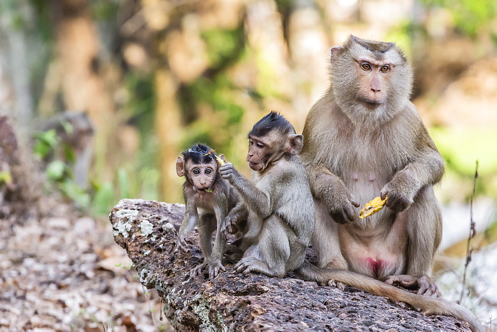 Long-tailed macaque (Macaca fascicularis) troop in Angkor Thom, Siem Reap, Cambodia, Indochina, Southeast Asia, Asia 