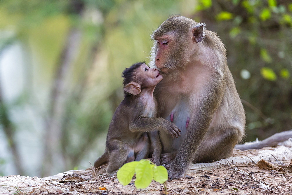 Young long-tailed macaque (Macaca fascicularis) nuzzling its mother in Angkor Thom, Siem Reap, Cambodia, Indochina, Southeast Asia, Asia 