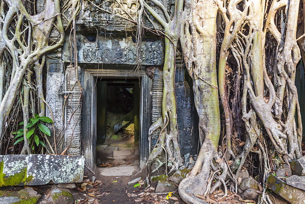 Jungle overgrowth at Ta Prohm Temple (Rajavihara), Angkor, UNESCO World Heritage Site, Siem Reap Province, Cambodia, Indochina, Southeast Asia, Asia 