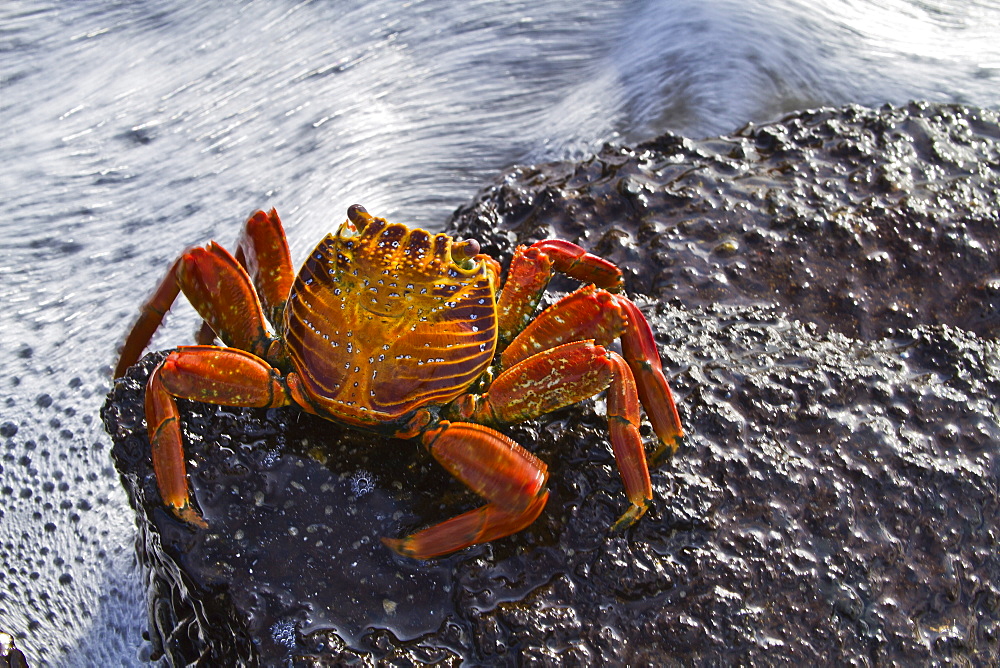 Sally lightfoot crab (Grapsus grapsus), Punta Cormorant, Floreana Island, Galapagos Islands, Ecuador, South America