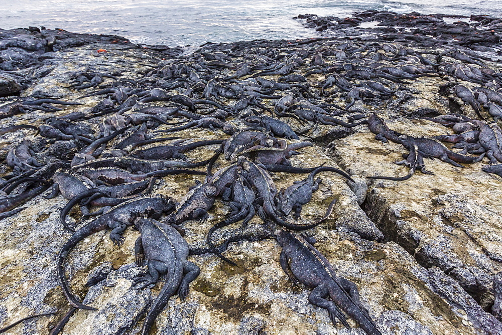 Adult Galapagos marine iguanas (Amblyrhynchus cristatus) basking on Fernandina Island, Galapagos Islands, UNESCO World Heritage Site, Ecuador, South America r