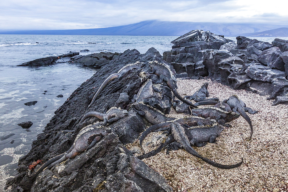 Adult Galapagos marine iguanas (Amblyrhynchus cristatus) basking on Fernandina Island, Galapagos Islands, UNESCO World Heritage Site, Ecuador, South America r