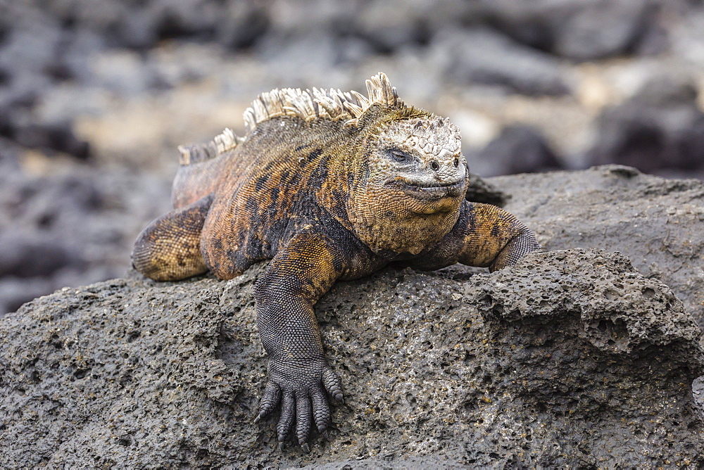 Galapagos marine iguana (Amblyrhynchus cristatus) basking in Puerto Egas, Santiago Island, Galapagos Islands, Ecuador, South America 